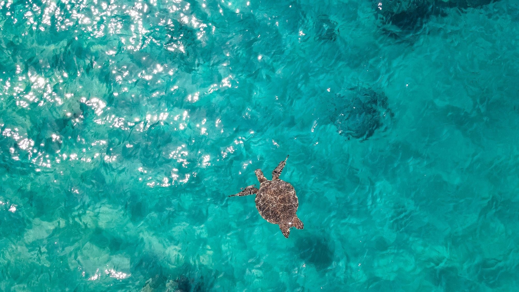 A sea turtle in turquoise water off Maui, photographed by Andrea